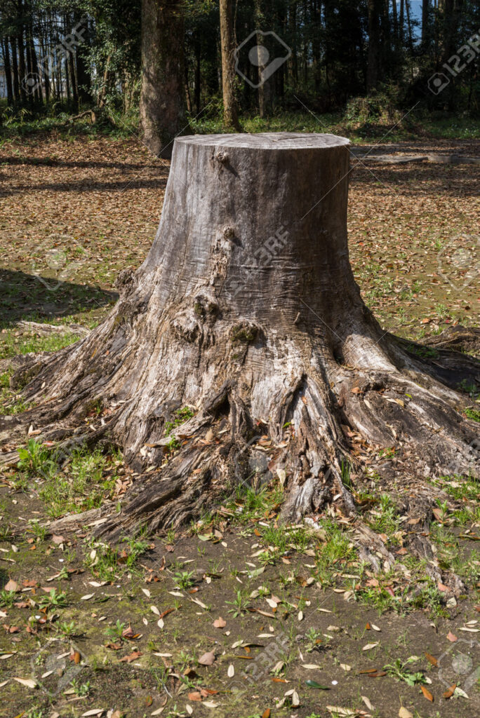 Tree stump with exposed roots in a forested area, surrounded by scattered leaves on the ground.
