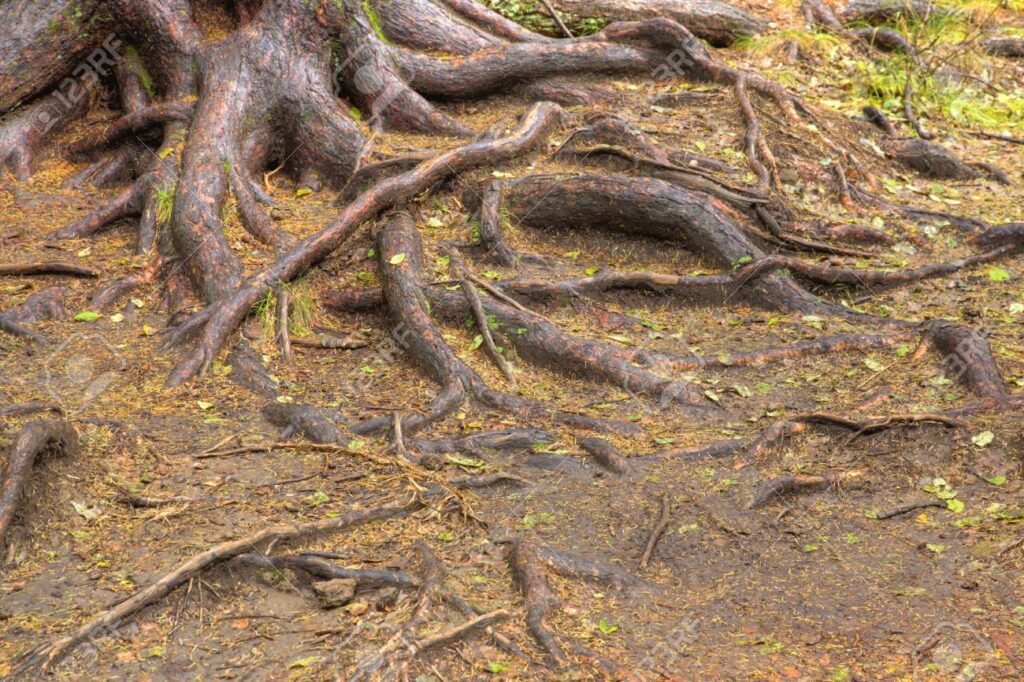 Tree roots extending across the forest floor, surrounded by soil and small patches of grass.